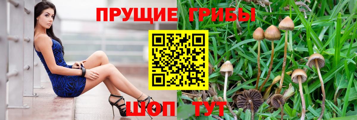 Галлюциногенные грибы Cubensis Алексин